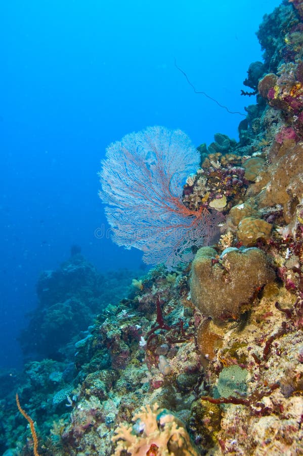 Common sea fan on coral reef
