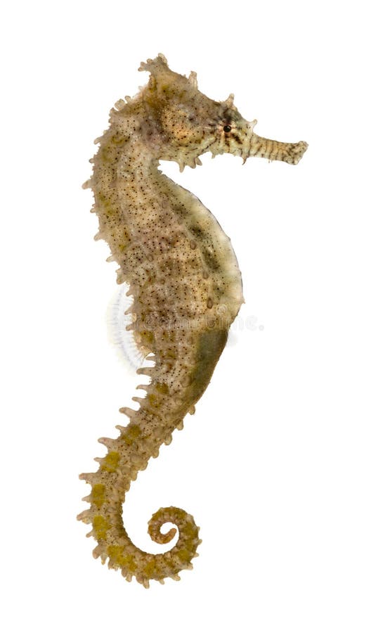 Common Seahorse, Hippocampus kuda. Side view of a Common Seahorse, Hippocampus kuda, isolated on white Common Seahorse, Hippocampus kuda. Side view of a Common Seahorse, Hippocampus kuda, isolated on white