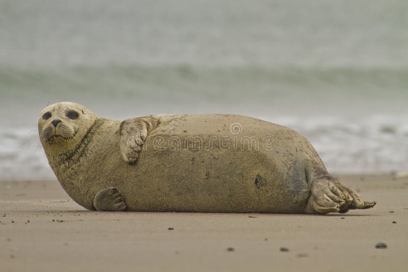 Common seal stock image. Image of germany, common, animal - 27806077