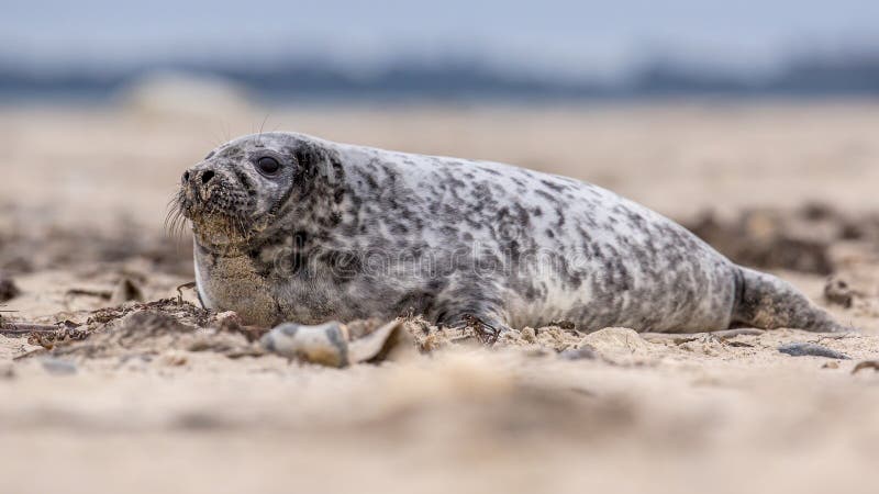 Common seal sideview stock photo. Image of netherlands - 102797442