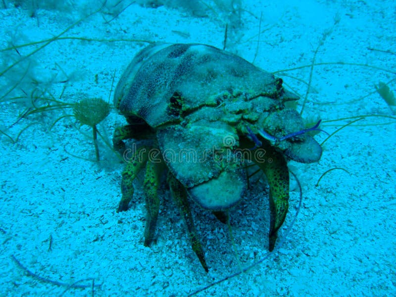 Common Slipper lobster