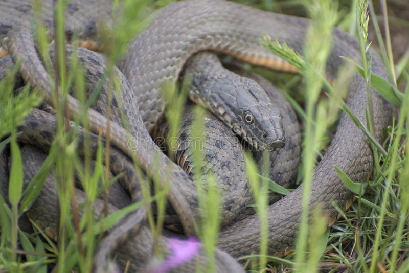 Common Snake Natrix Natrix in the Grass. Mating Time in Spring in the Meadow Stock Photo Image