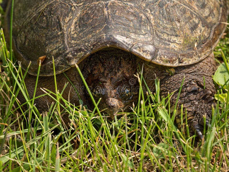 Common Snapping Turtle close up in the grass likely heading to an egg laying site royalty free stock images