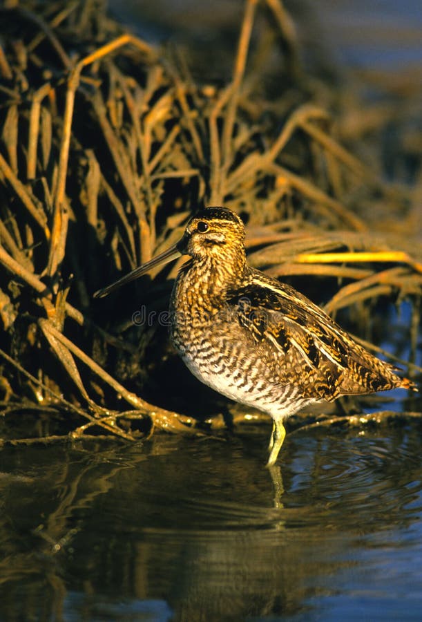 Common Snipe stock photos