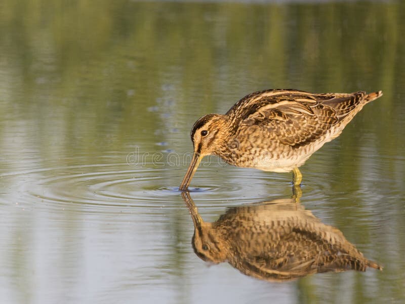 Common Snipe, Gallinago gallinago royalty free stock photography