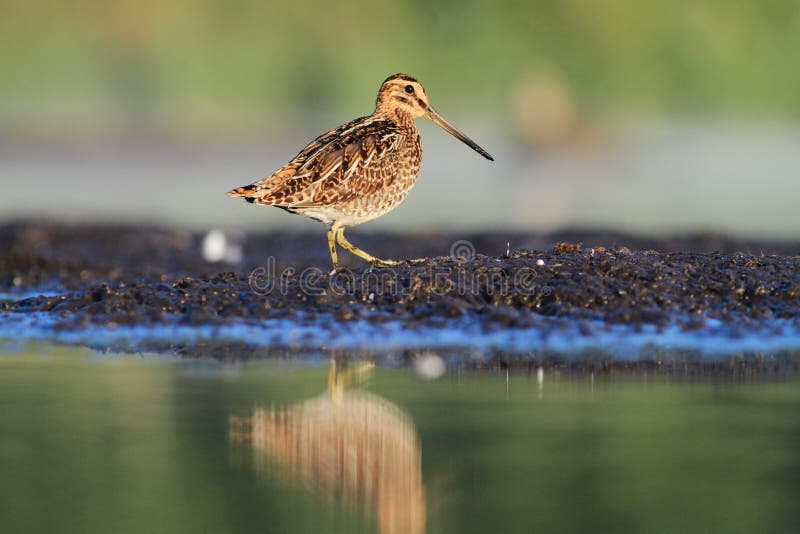 Common Snipe Gallinago gallinago stock photos