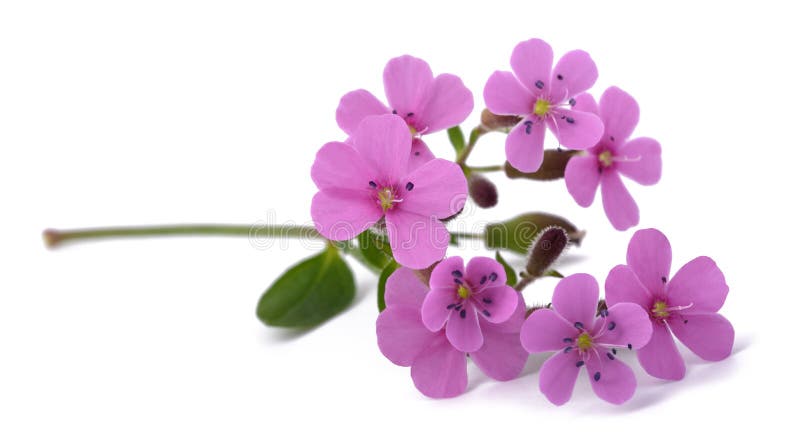 Soapwort (Saponaria officinalis) on white background. Soapwort (Saponaria officinalis) on white background