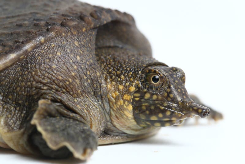 Common Softshell Turtle or Asiatic Softshell Turtle Amyda Cartilaginea ...