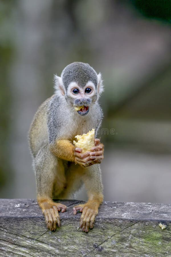 Common squirrel monkey Saimiri sciureus stock photography Common squirrel monkey Saimiri sciureus stock photography