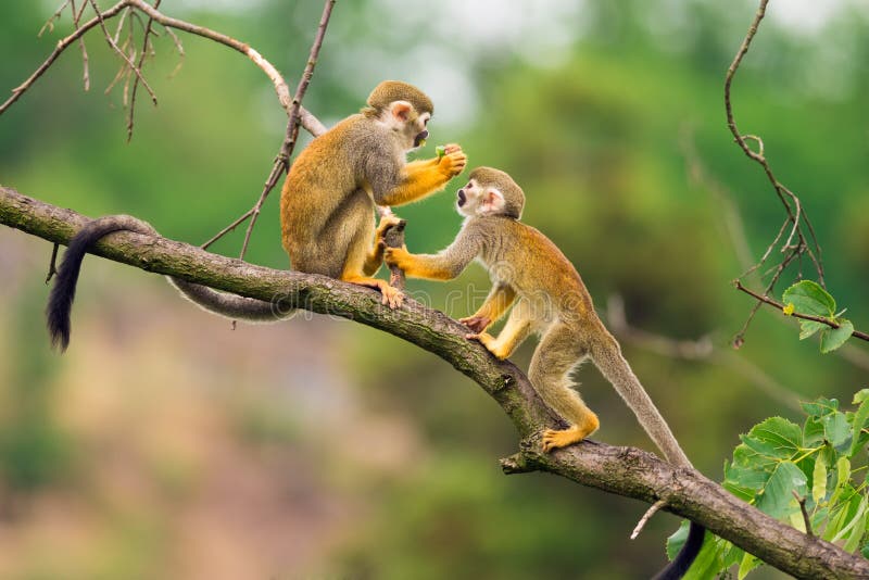 Common squirrel monkeys playing on a tree branch stock photo Common squirrel monkeys playing on a tree branch stock photo