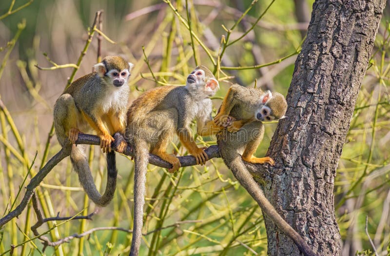 Common squirrel monkeys on a tree branch royalty free stock image Common squirrel monkeys on a tree branch royalty free stock image