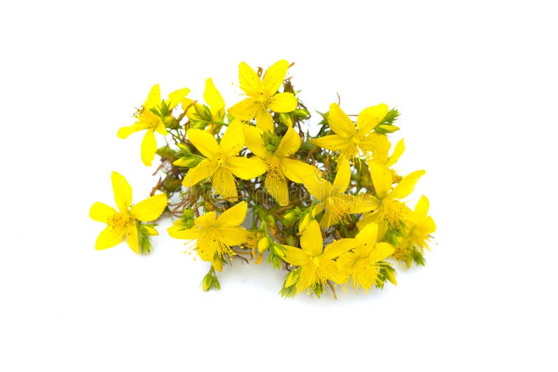 St John`s wort, yellow blossom of tutsan bush, herbal medicinal Hypericum perforatum plant, isolated on white background