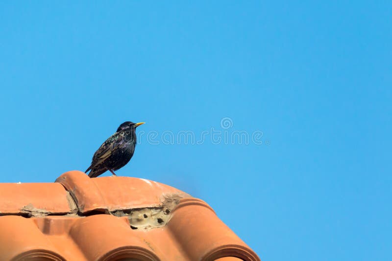 The common starling Sturnus vulgaris, also known as the European starling, or in the British Isles just the starling. V royalty free stock photos The common starling Sturnus vulgaris, also known as the European starling, or in the British Isles just the starling. V royalty free stock photos