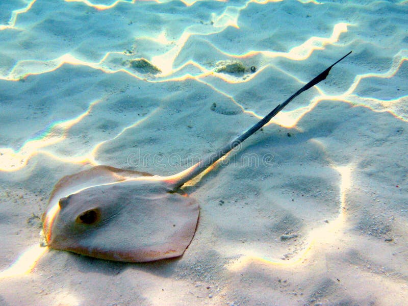 A little common stingray near to the beach in Fihalohi resort (Maldives)! italian name: Trigone scientific name: Dasyatis Pastinaca english name: Common stingray