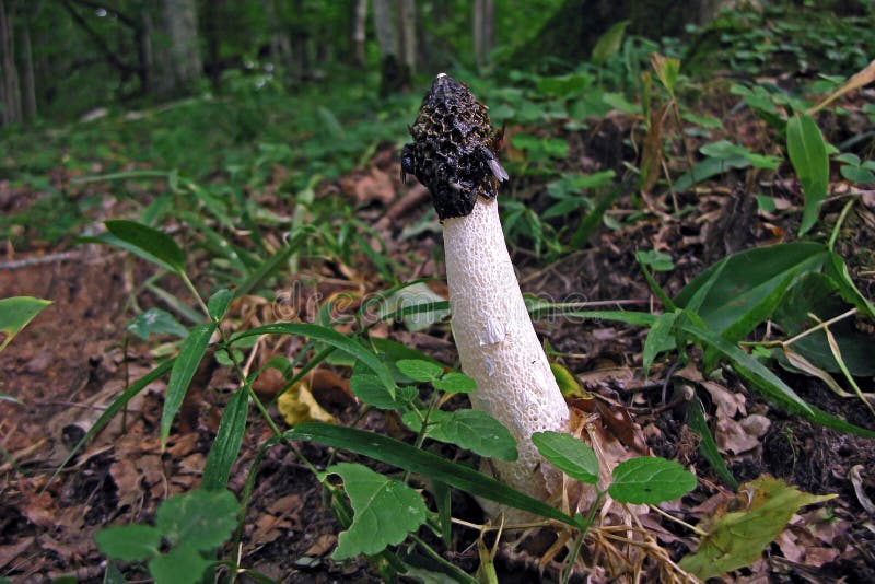 Dog Pecker Mushroom Pictures