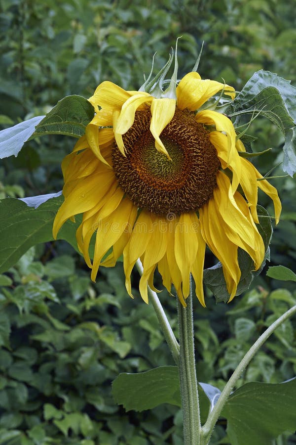 Common sunflower bloom stock photo. Image of sunflower 156352040