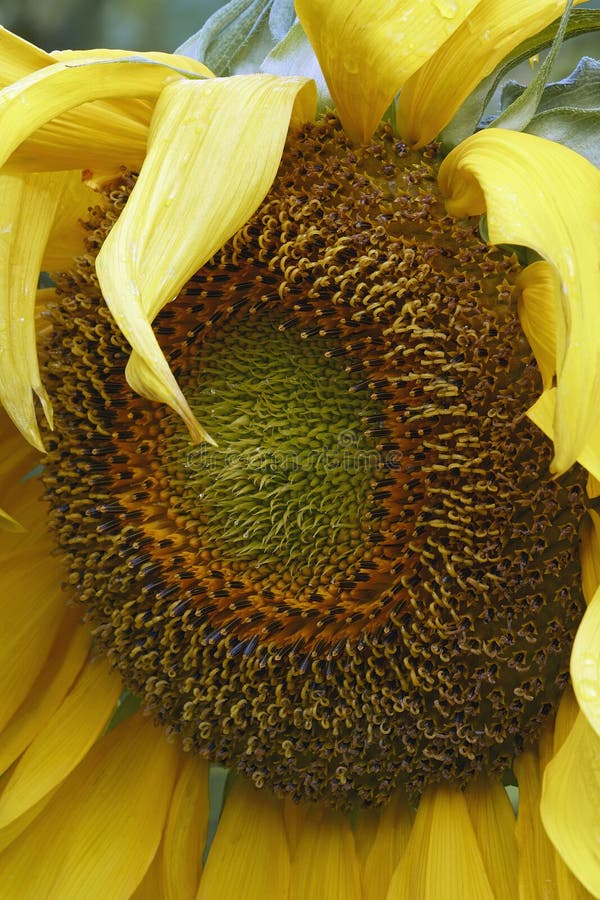 Common sunflower bloom stock photo. Image of angiospermae 156352126