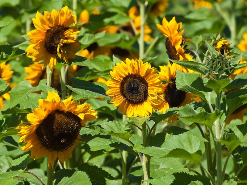 Common Sunflowers Helianthus Annuus, Norfolk, England, UK Stock Photo