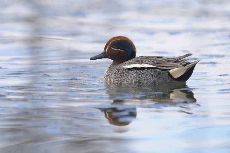 Common Teal , Anas crecca stock photos