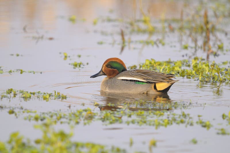 Common Teal , Anas crecca - Male royalty free stock photography