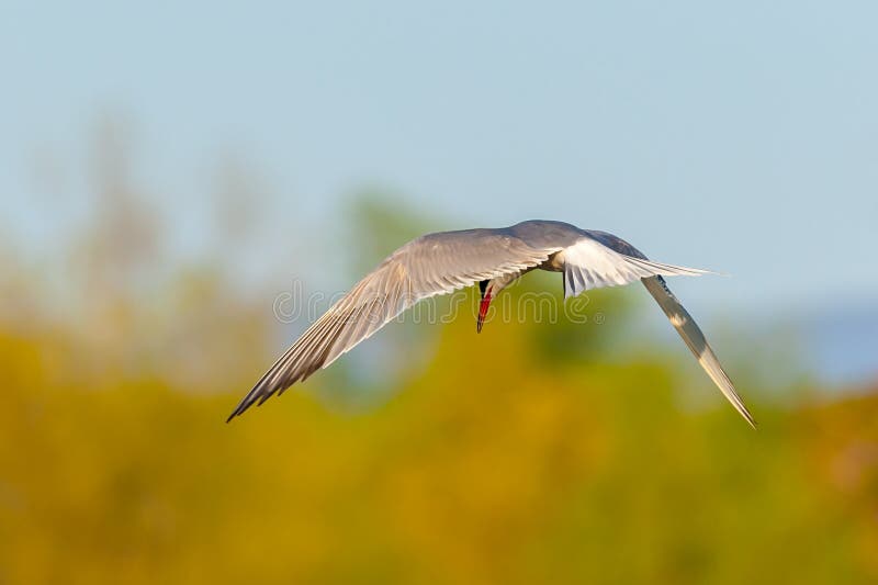 Common tern in flight, ready to hunt