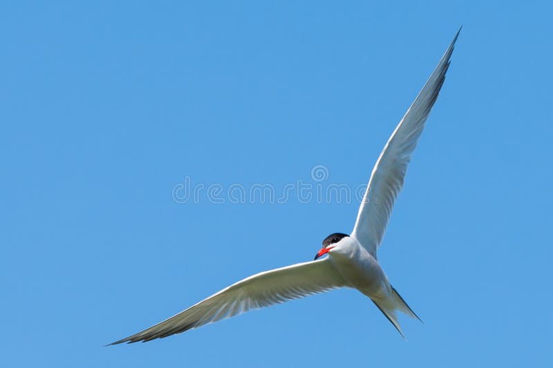 Common Tern flying in the blue sky with spread wings