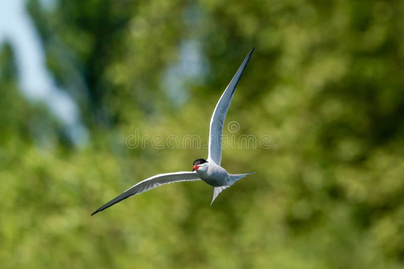 Common tern (Sterna hirundo