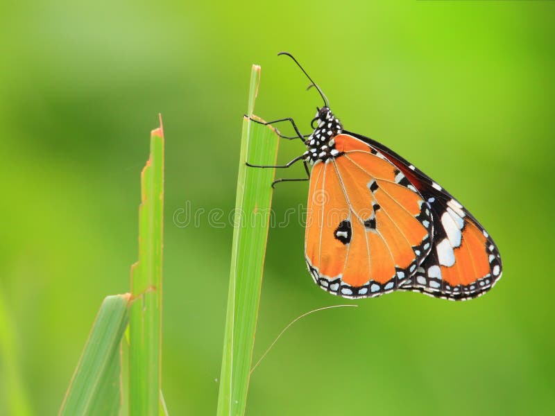 Common Tiger butterfly stock image Common Tiger butterfly stock image