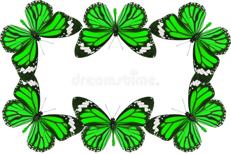 Common Tiger Butterfly (Danaus genutia) royalty free illustration