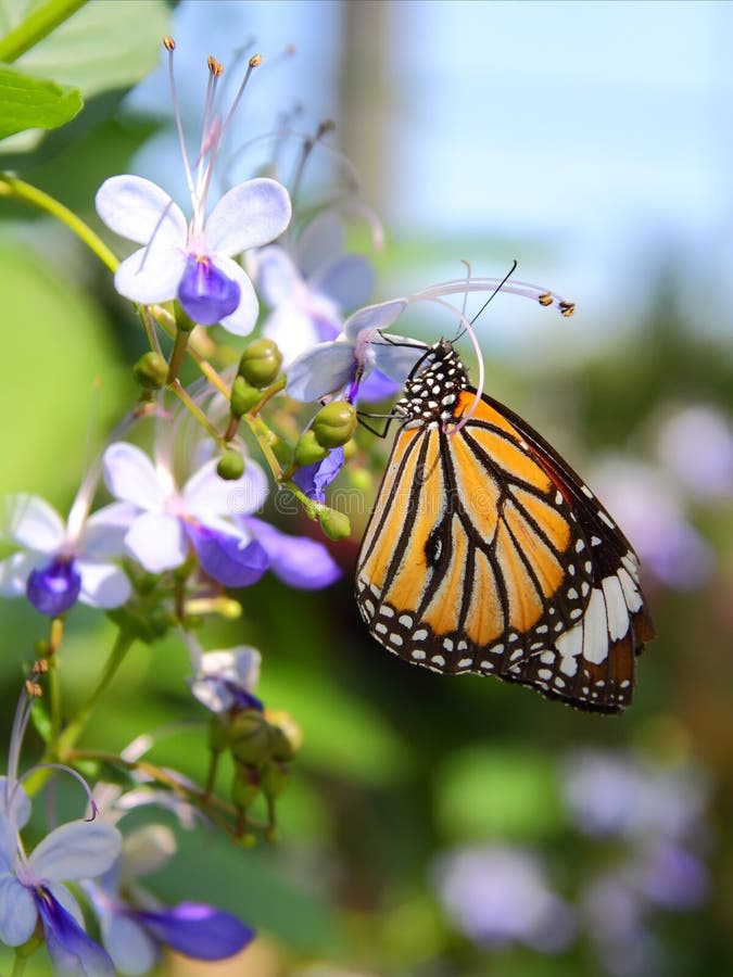 Common Tiger butterfly on flower.