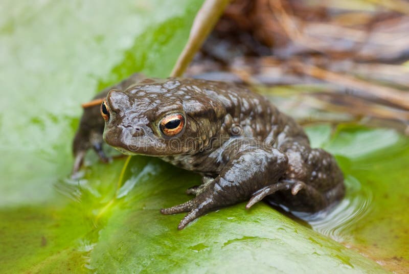 Common Toad (Bufo bufo)