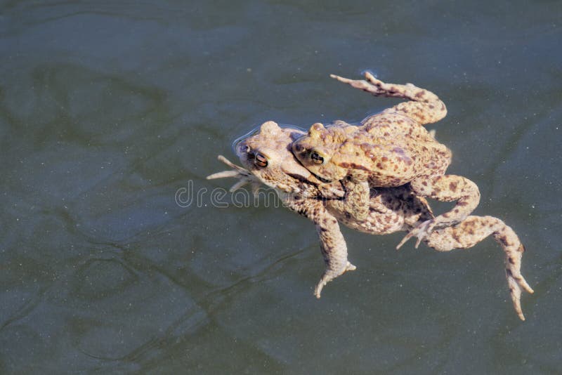 Common toad Bufo bufo swin in a pond