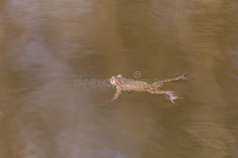 Common Toad Bufo Bufo in Mating Season. Frog in Water Stock Photo