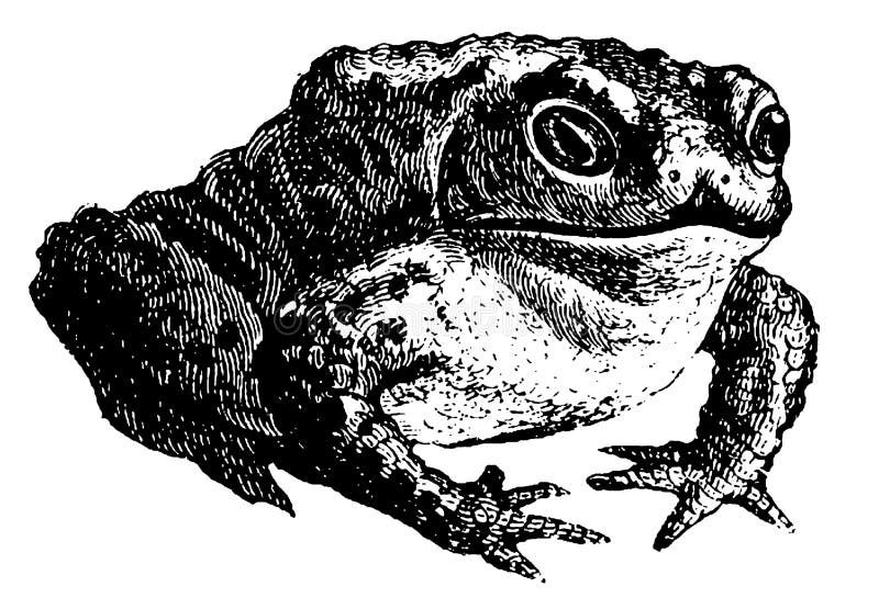 A Vaccum filled with Hope and Despair [Arc/Plot/FOT] - Page 2 Common-toad-i-antique-animal-illustrations-antique-illustration-common-toad-isolated-white-published-systematischer-200103270