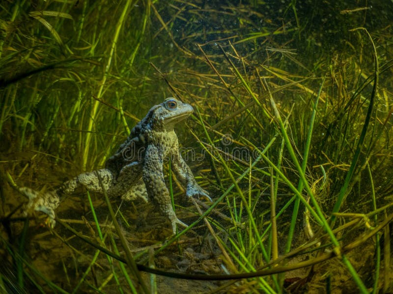 A common toad stands proudly in a grassy pond in Glasgow. The dominant colour is green. Muddy glasgow pond stock images, royalty-free photos and pictures