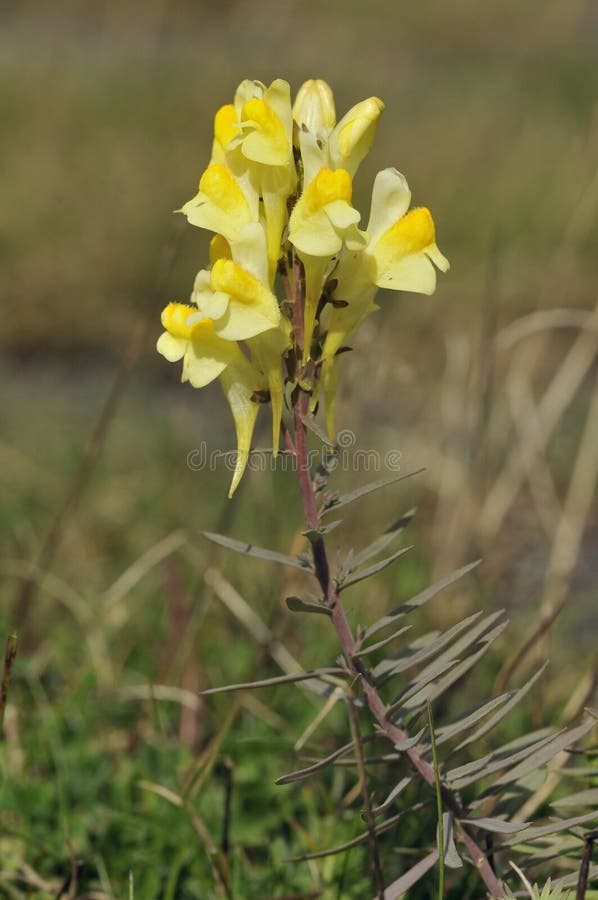 Common Toadflax Flower - Linaria vulgaris