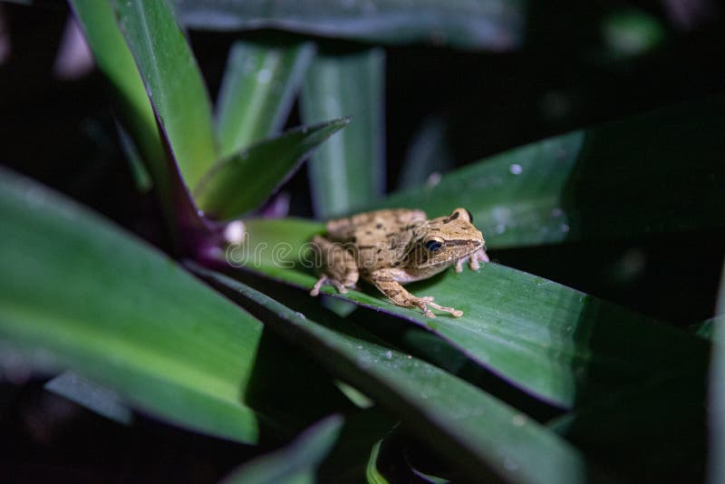 Common Tree Frog in Bali on a Hoppy Around on a Green Leaf Stock Image