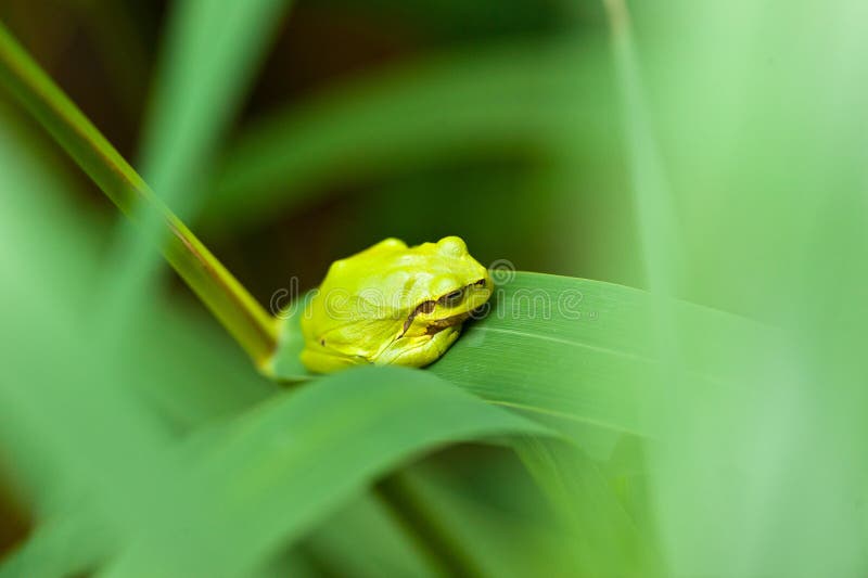 Common tree frog stock image. Image of frog, leaf, climb 87877391
