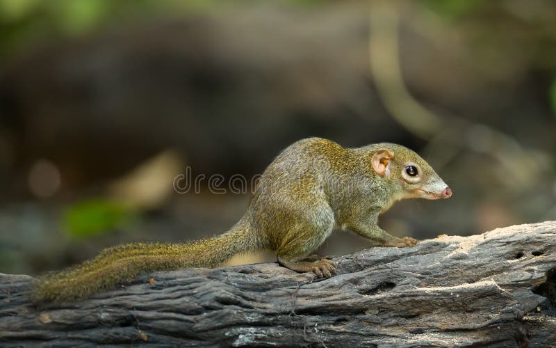 Común o del sur ()  en Bosque de tailandia.