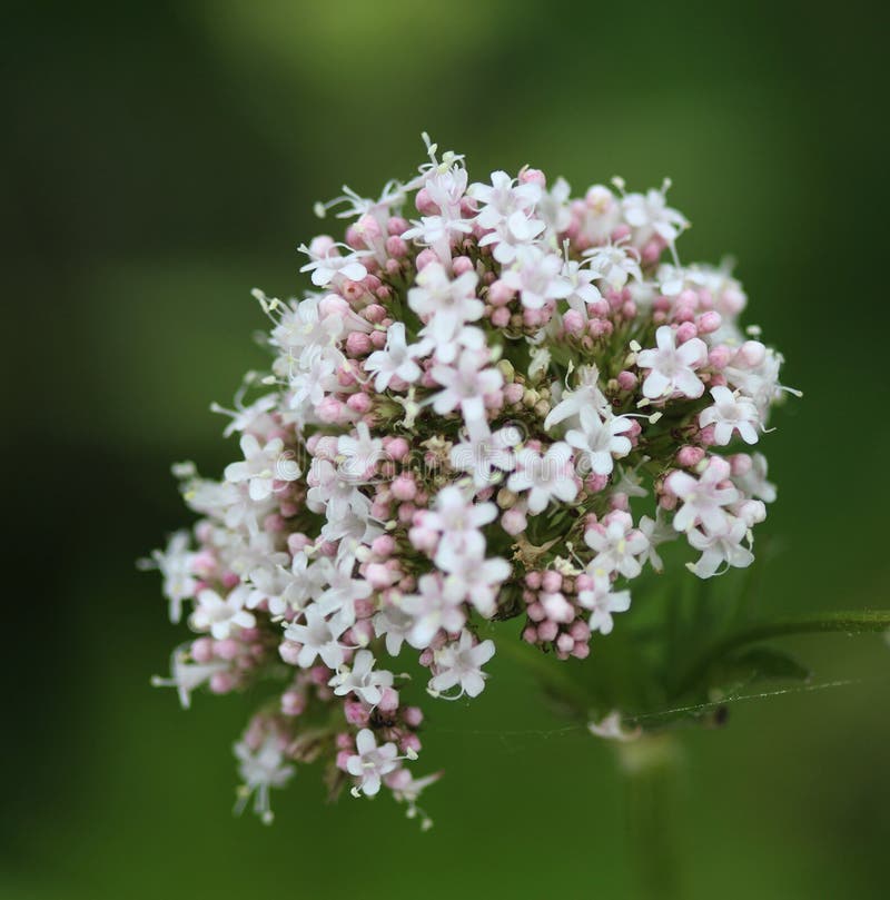 Common Valerian stock photo. Image of blooming, single 94313298
