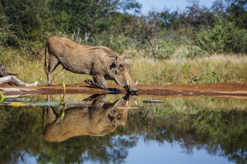 Common warthog in Kruger National park, South Africa
