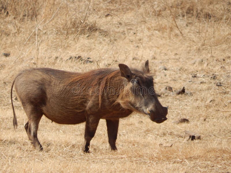 https://thumbs.dreamstime.com/b/common-warthog-grazing-outdoors-268081466.jpg