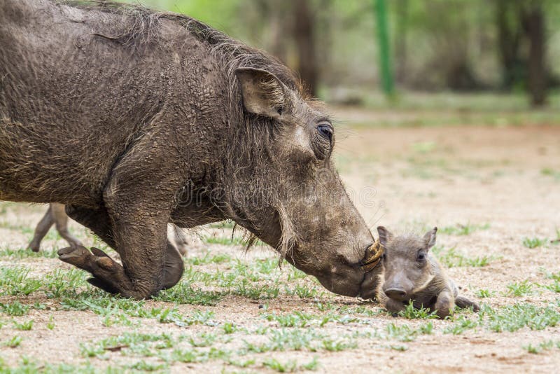 Common warthog and its baby in Kruger National park, South Africa