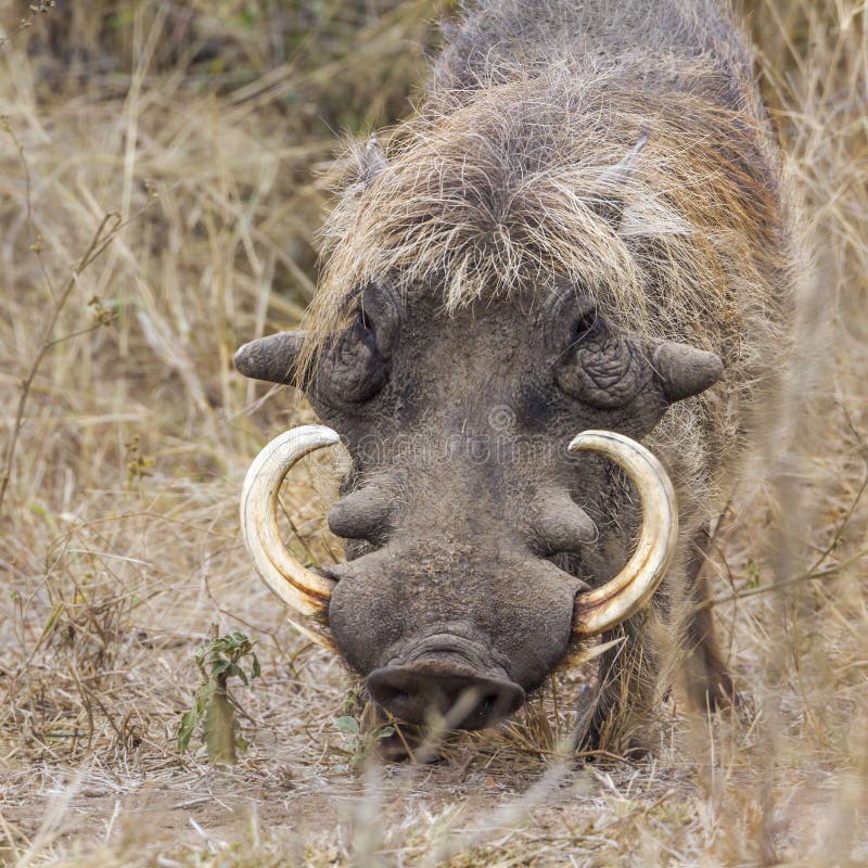 Common warthog in Kruger National park, South Africa