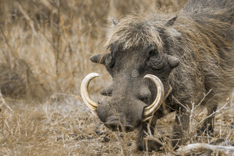 Common warthog in Kruger National park, South Africa