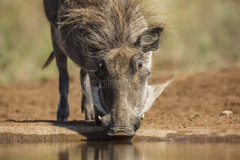 Common warthog in Kruger National park, South Africa