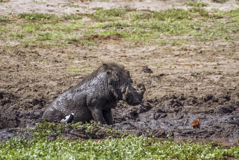 Common warthog in Kruger National park, South Africa