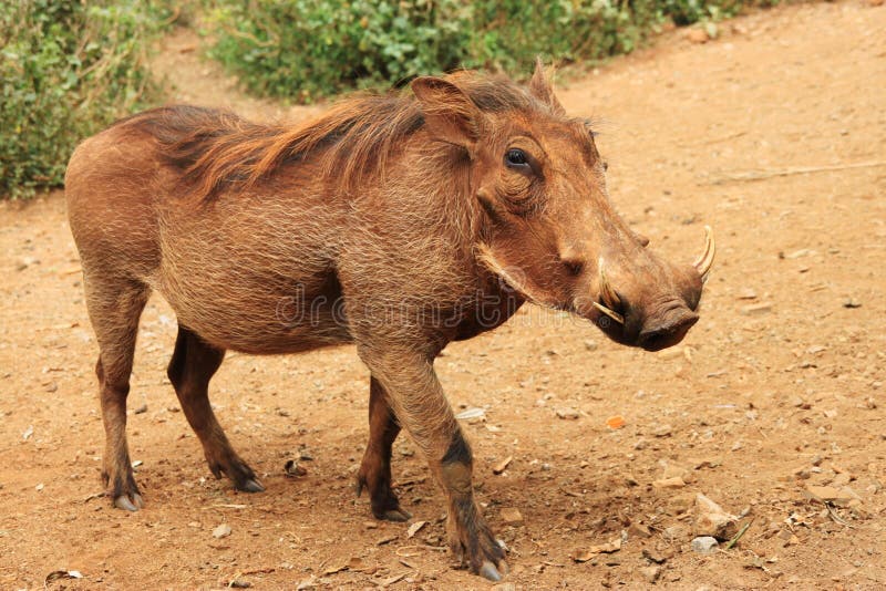 Common warthog. royalty free stock photos Common warthog. royalty free stock photos
