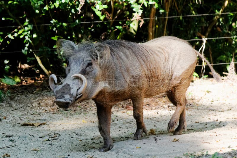 The common warthog, white Tusks stock image The common warthog, white Tusks stock image
