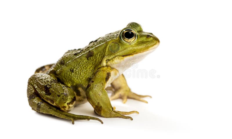 Common Water Frog in front of a white background stock photo